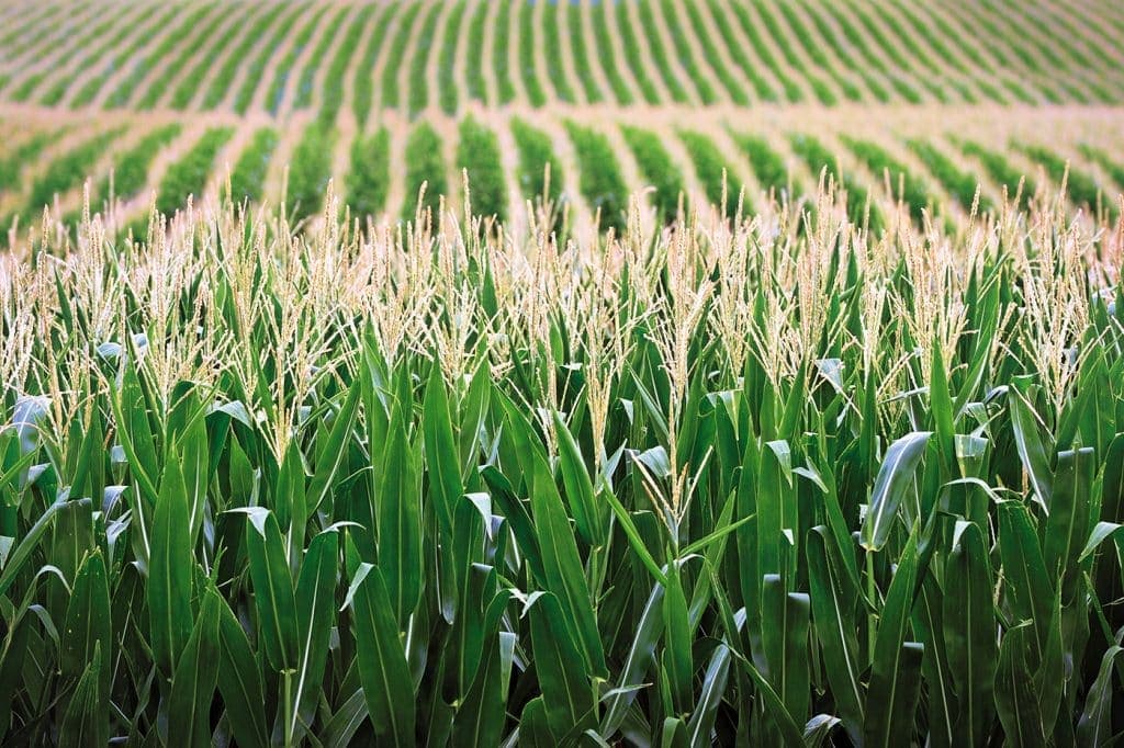 Nebraska Cornfield